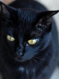 Portrait of black cat