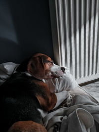 Close-up of dog