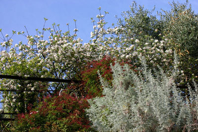 Low angle view of flowers on tree