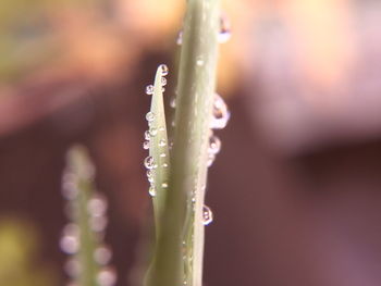 Close-up of raindrops on flower