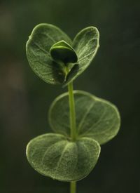 High angle view of plant