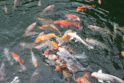 High angle view of koi carps swimming in water