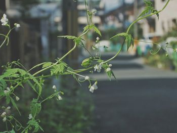 Close-up of flowers growing on plant