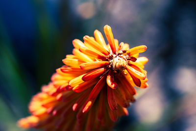 Close-up of orange flower