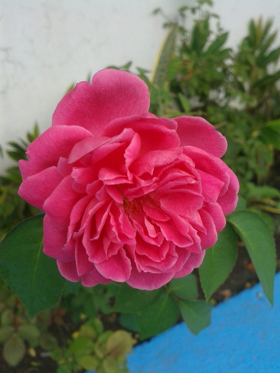 flower, petal, freshness, fragility, flower head, pink color, growth, close-up, beauty in nature, rose - flower, leaf, plant, focus on foreground, nature, blooming, single flower, rose, pink, in bloom, blossom