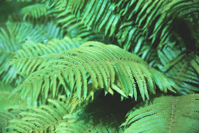 Beautiful fern leaves green foliage. natural floral background. selective focus.