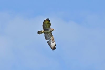 Low angle view of eagle flying in sky