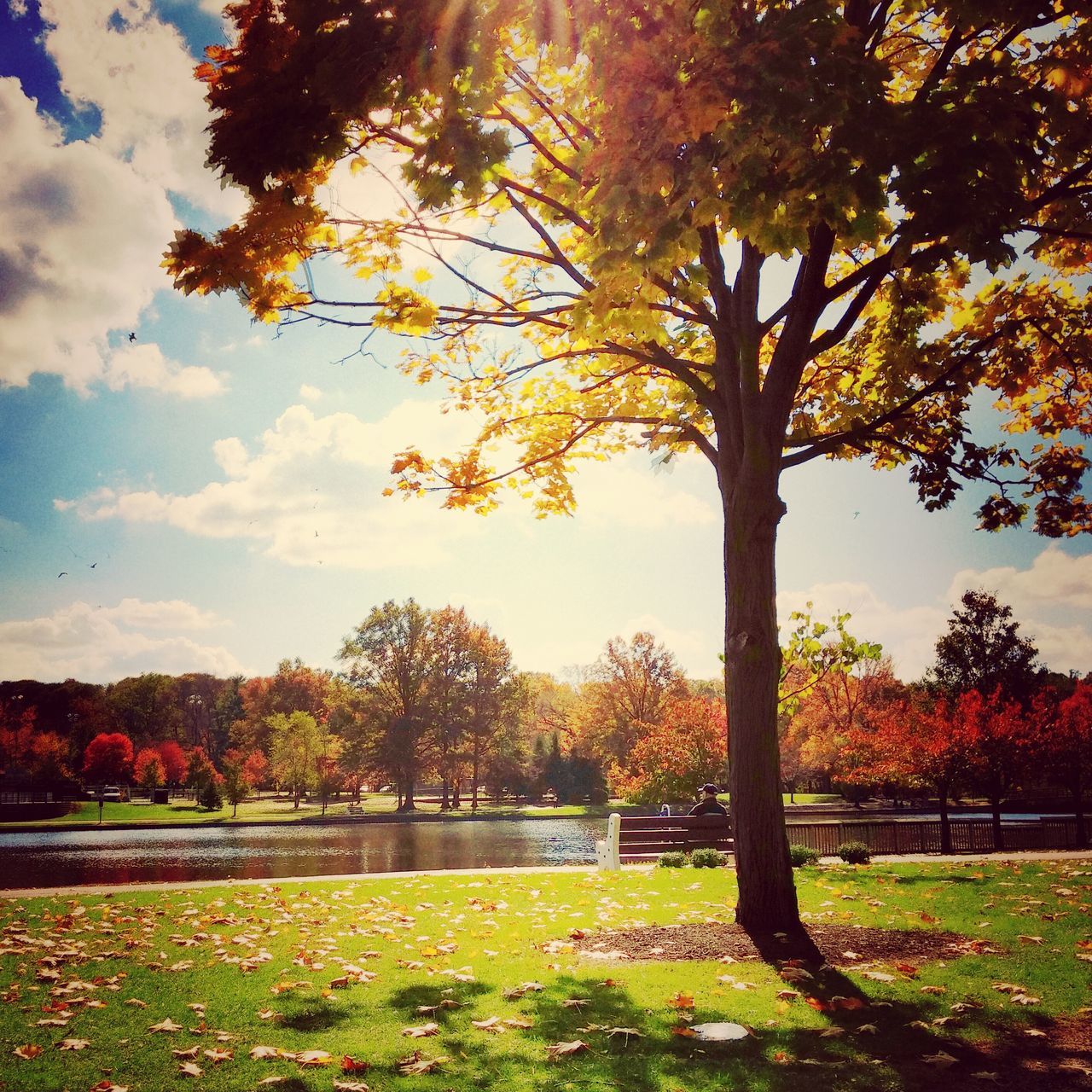 tree, tranquility, tranquil scene, beauty in nature, sky, growth, scenics, grass, nature, autumn, field, landscape, change, park - man made space, branch, cloud - sky, orange color, season, idyllic, green color