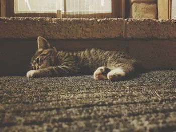 Cat resting on doormat