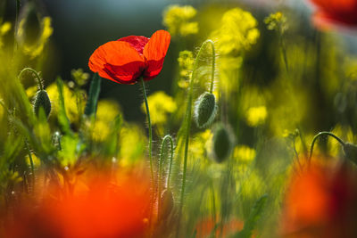 Close-up of red poppy flowers on field