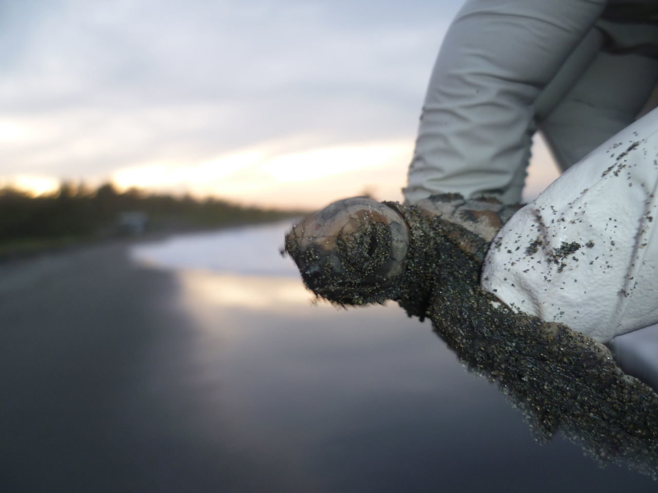 human hand, human body part, one animal, one person, real people, human finger, holding, sky, outdoors, nature, dog, mammal, pets, leisure activity, water, day, close-up, animals in the wild, domestic animals, men, sunset, lifestyles, low section, reptile, beauty in nature, warm clothing, people