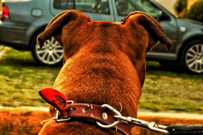 Close-up of dog against car