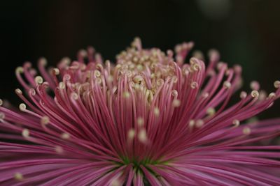 Close-up of pink flower