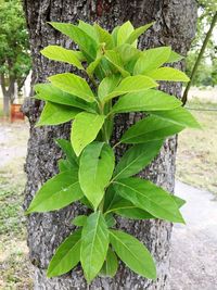 Close-up of fresh green tree trunk