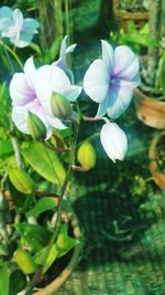 Close-up of white flowers blooming outdoors