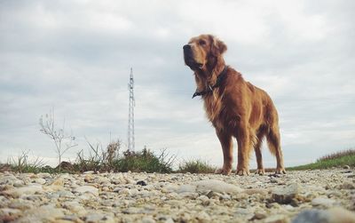 Cow standing on landscape