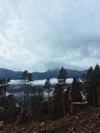 Scenic view of forest against sky