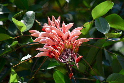 Close-up of pink flower