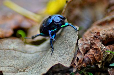 Close-up of insect on rock