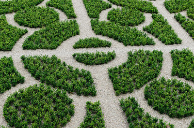 Garden maze in germany from above