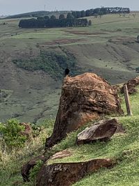 View of an animal on land