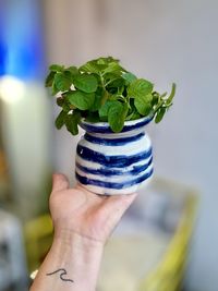 Close-up of hand holding potted plant