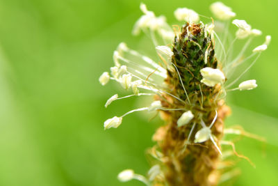 Close-up of insect on flower