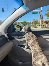 Close-up of dog in car