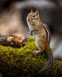 Close-up of squirrel on moss