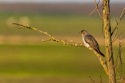 Close-up of bird perching on branch