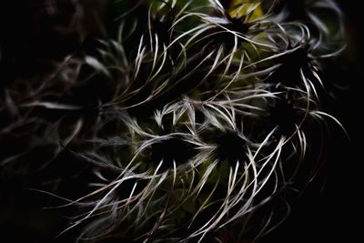 Close-up of plant against black background