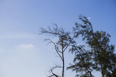 Low angle view of silhouette tree against blue sky