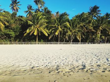 Scenic view of palm trees on beach against sky