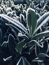 Full frame shot of succulent plant during winter