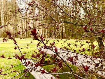 Close-up of cherry blossom tree