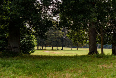 Trees in park