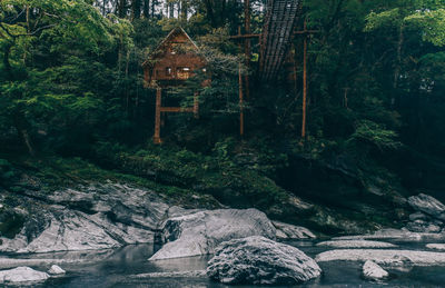 View of river passing through forest