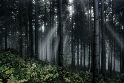 Trees in forest