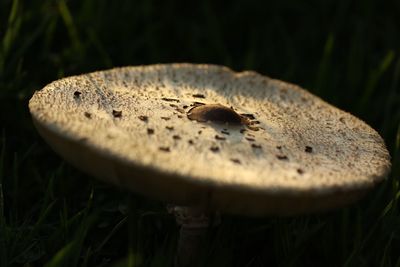 Close-up of mushroom growing on tree trunk