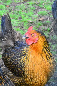 Close-up of rooster