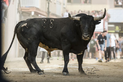 Cow standing on street in city