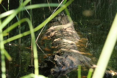 View of turtle swimming in lake