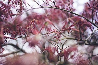 Close-up of pink cherry blossoms in spring