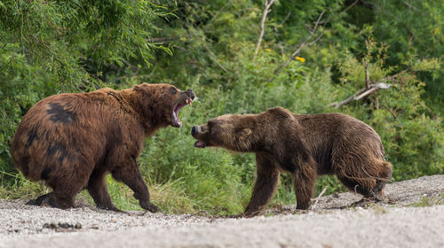 Grizzly bears fighting