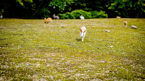 Rabbits on grassy field