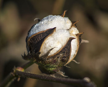 Close-up of cotton plant