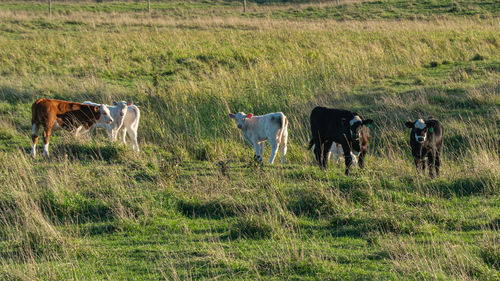 Cows in a field