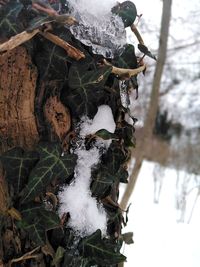 Close-up of icicles on tree trunk during winter