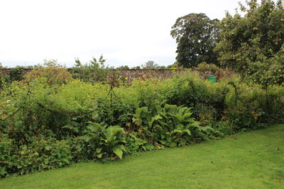 Trees growing on field