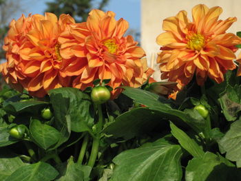 Close-up of orange flowers